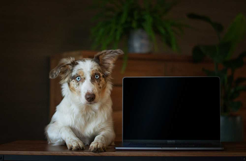 dog looking at a computer screen